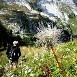 Photo of an alpine flower in front of the mountains.