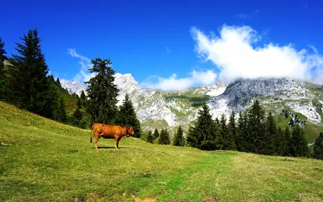 Photo of a cow in front of the mountains.