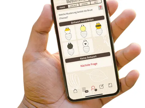 Mithilfe von Fragen und Bildern können auch Laien Hummeln bestimmen. Quelle: Universität Bamberg
