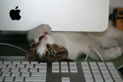 Katze liegt auf Tastatur
