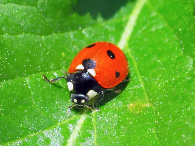 Marienkäfer auf einem Blatt.