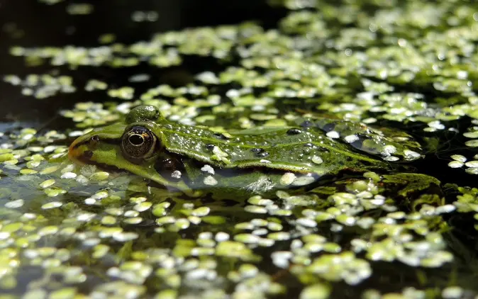 Teichfrosch im Wasser