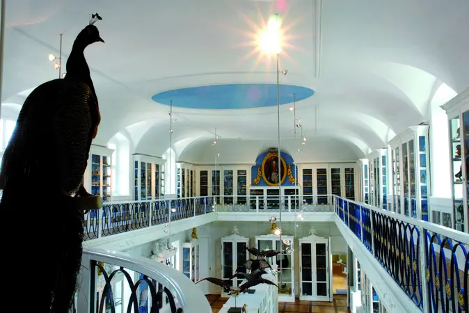 Der Bamberger Vogelsaal - ein historisches Naturalienkabinett und ein Museum im Museum.