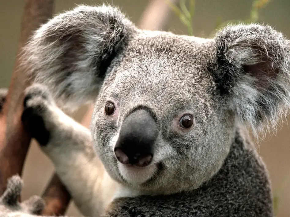 Koala-Titel