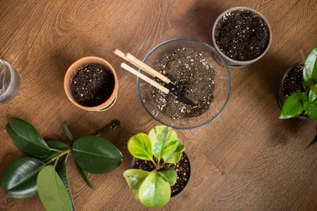 House plants and soil are on the floor for transplanting