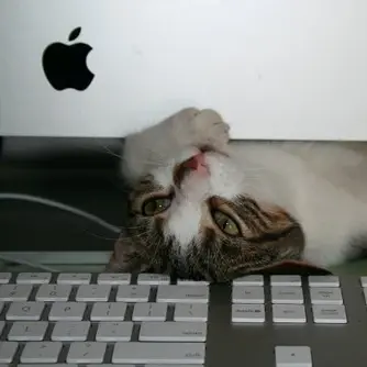Spielende Katze