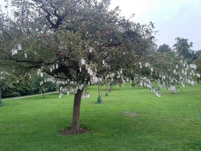 The photo shows an apple tree on a meadow. Many pieces of paper are tied to the lower branches of the tree.