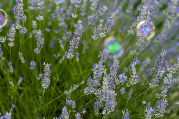 Lavender flowers in full bloom surrounded by colorful soap bubbles on a sunny day