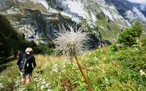 Photo of an alpine flower in front of the mountains.