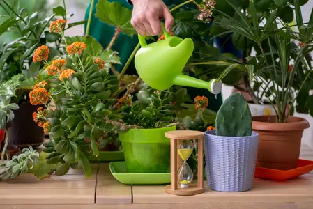 Young male gardener with plants indoors