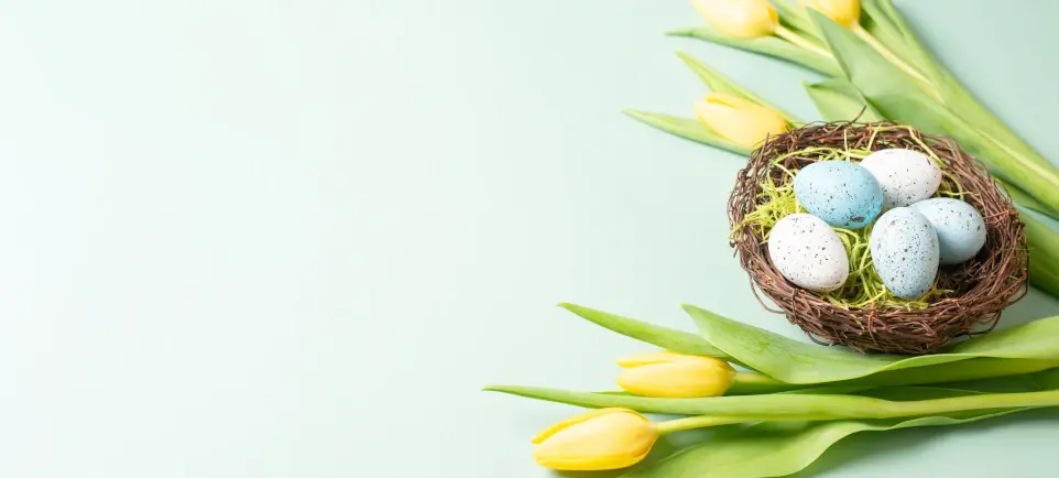 Ein Osternest mit hellblauen und weißen Eiern zwischen gelben Tulpen
