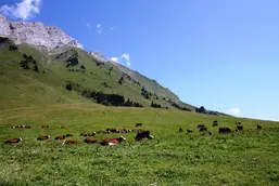 Photo of cows relaxing in front of a rocky mountain top.