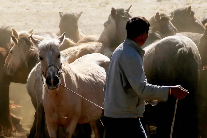 Ein mongolischer Pferdehirte in der Region Khomiin Tal.